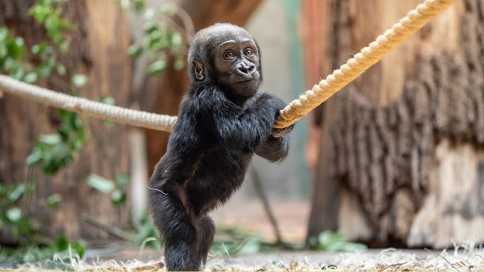 Cute MOBI from Prague Zoo